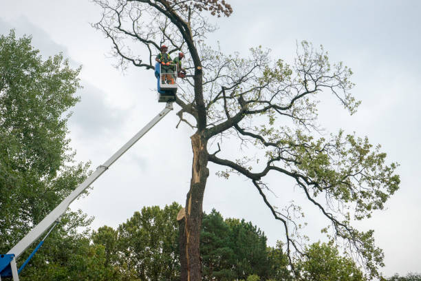 Professional Tree Removal in Fall City, WA